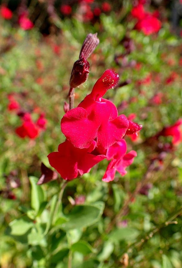 Herbst-Salbei-Bluten in Rot und Gelb