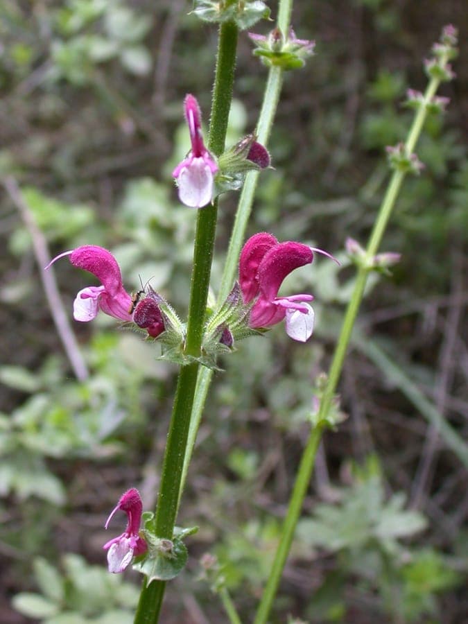 Salvia hierosolymitana with elegant flowers