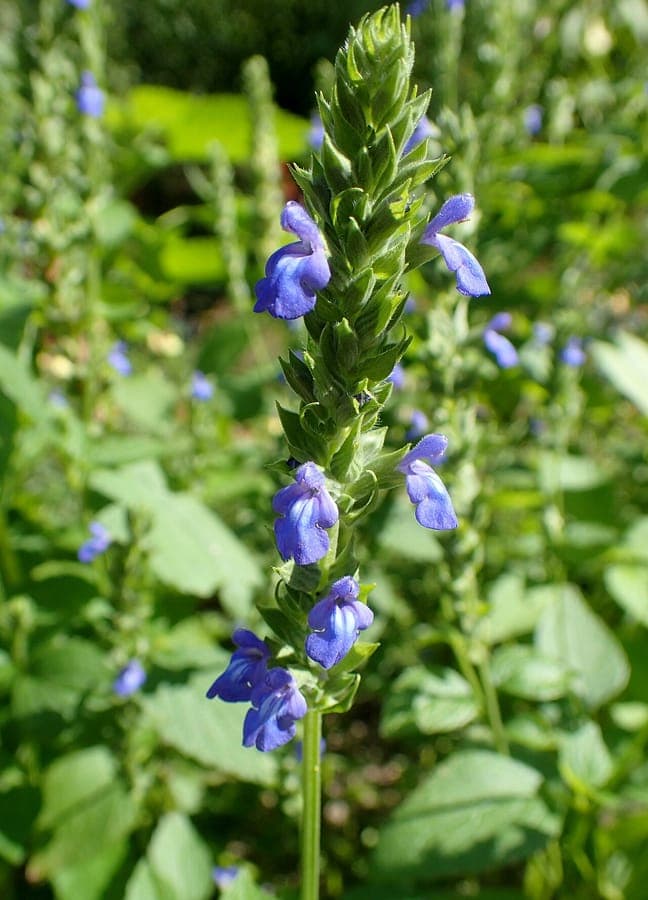 Blue flowers of Chia