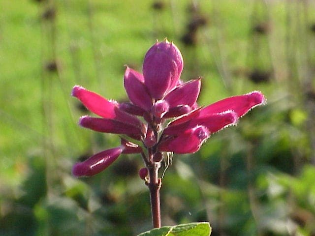 Salvia involucrata with striking pink flowers