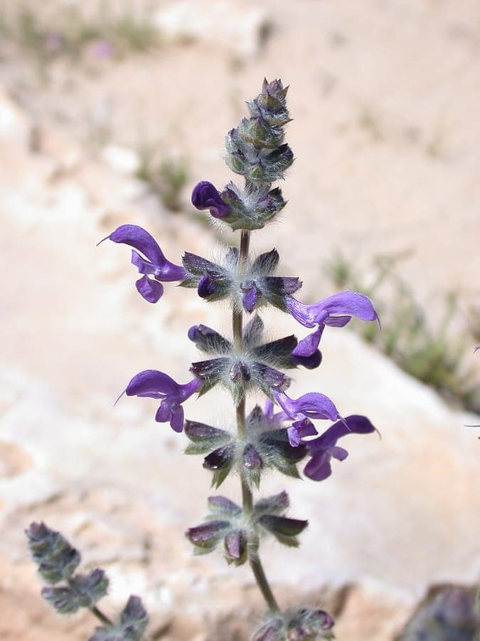 Salvia lanigera verbena sage with woolly foliage and red flowers
