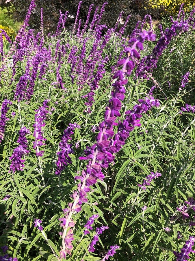Mexican sage with purple flowers