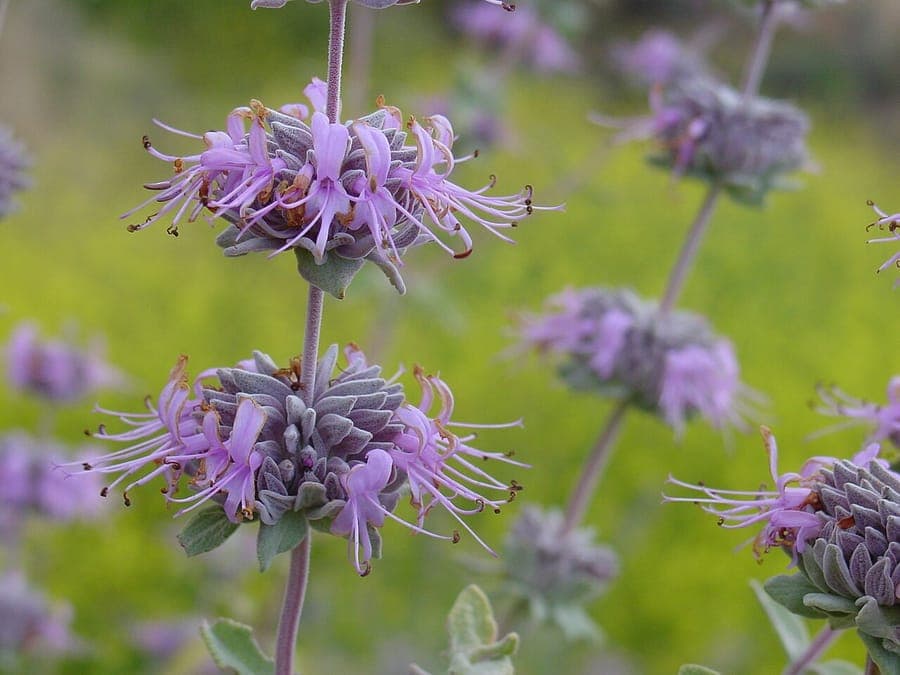 Purple sage with silvery-green foliage and delicate lavender flowers