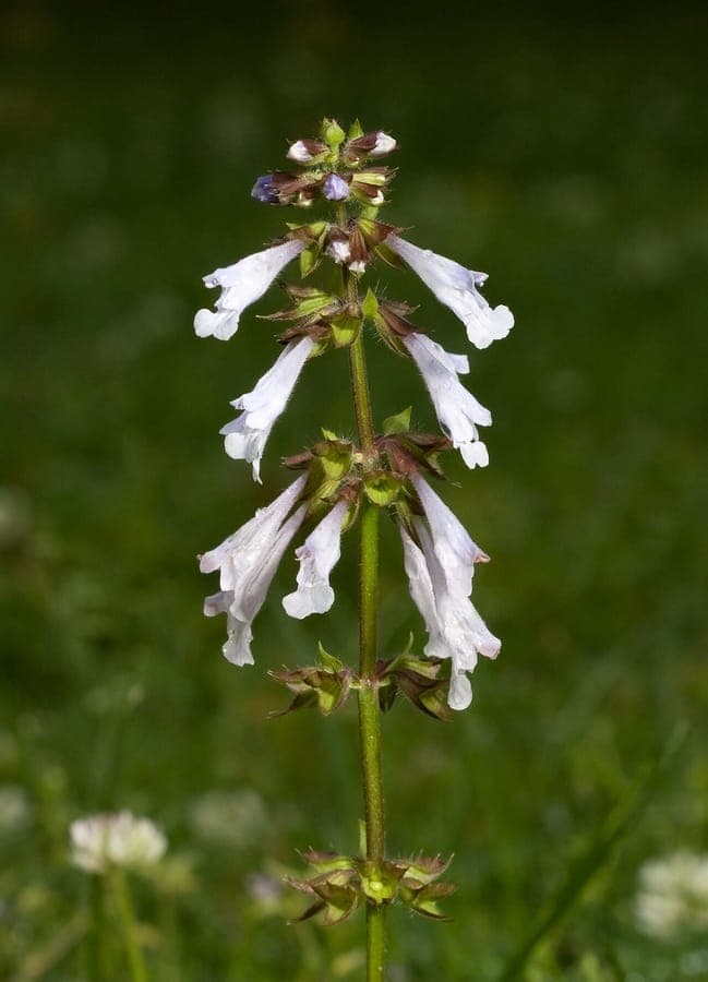 Lyre-leaf sage plant with purple flowers