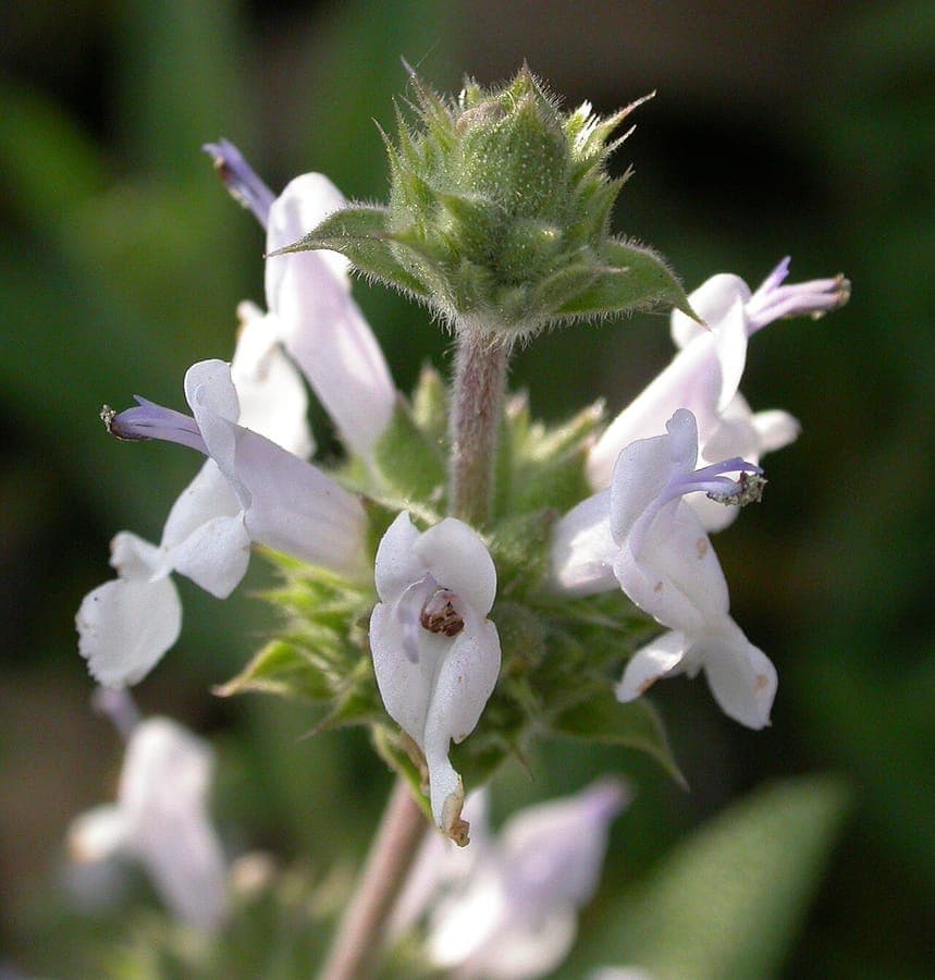 Sauge noire avec feuilles fines et epis floraux violet-bleu