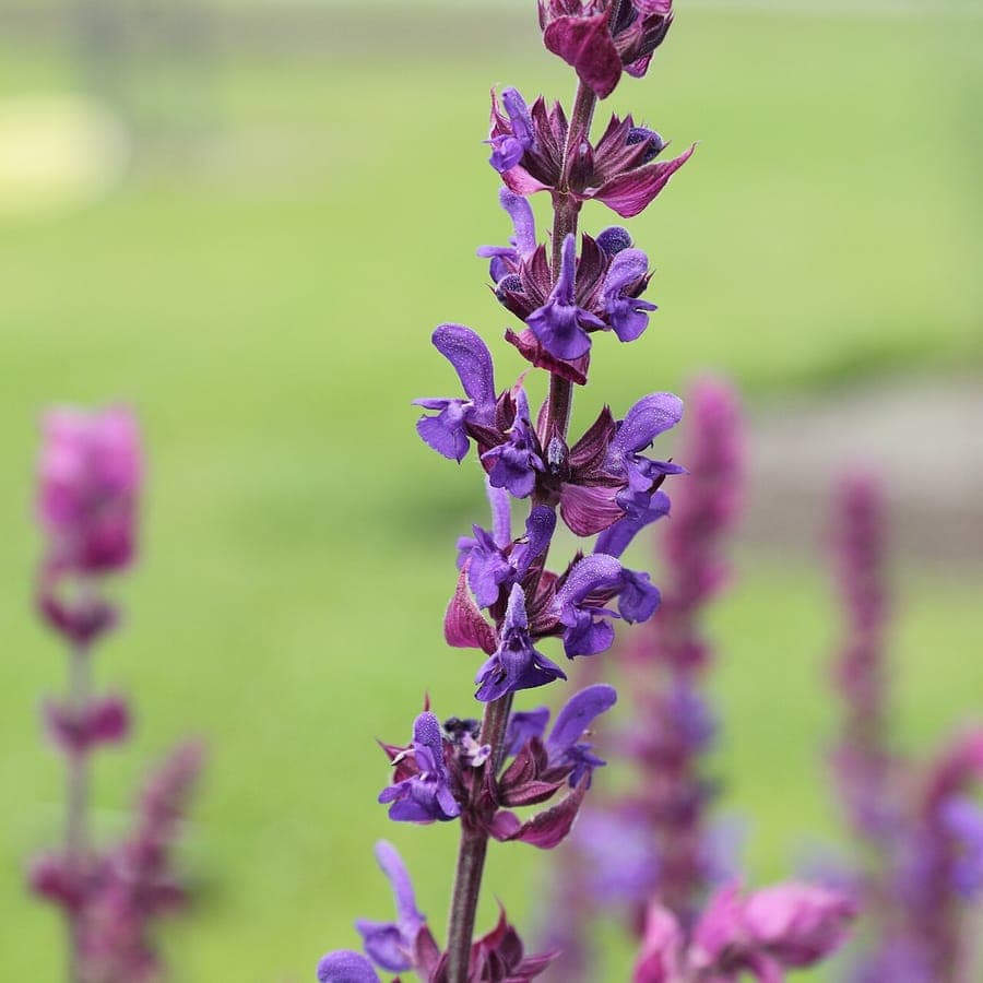 Blue-violet flower spikes of woodland sage in a sunny border