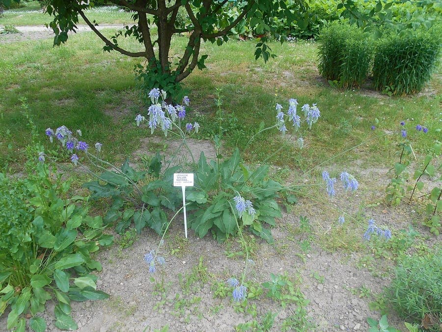 Elegant nodding flowers of Salvia nutans