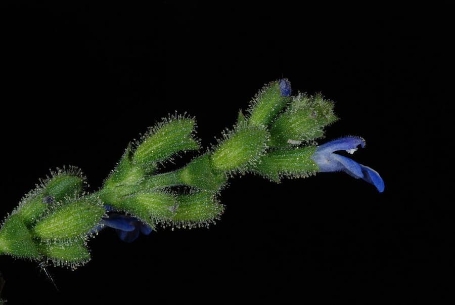 Pegapega sage with purple and red flowers in full bloom