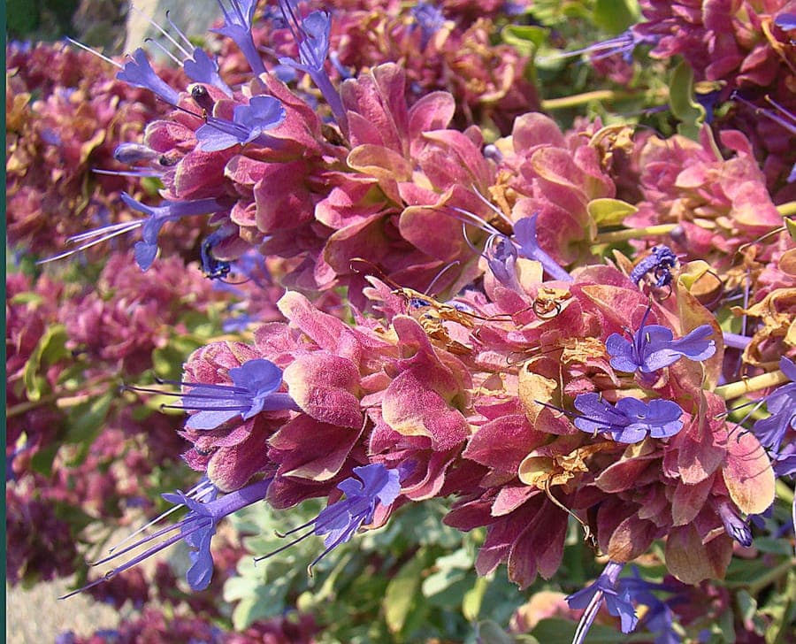 Blue Sage with blue-purple flowers
