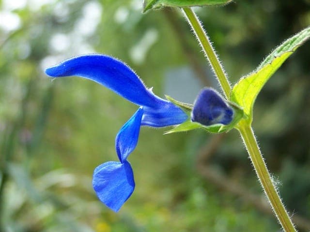 Blue sage with deep blue-violet flowers