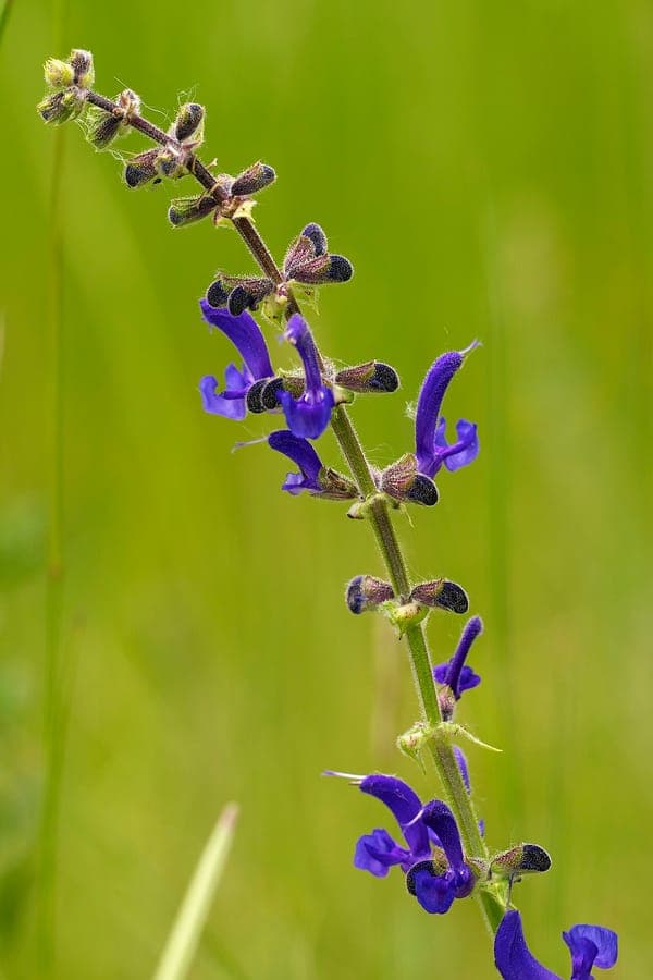 Meadow clary flowering spikes in a sunny meadow with bees foraging on blue blooms
