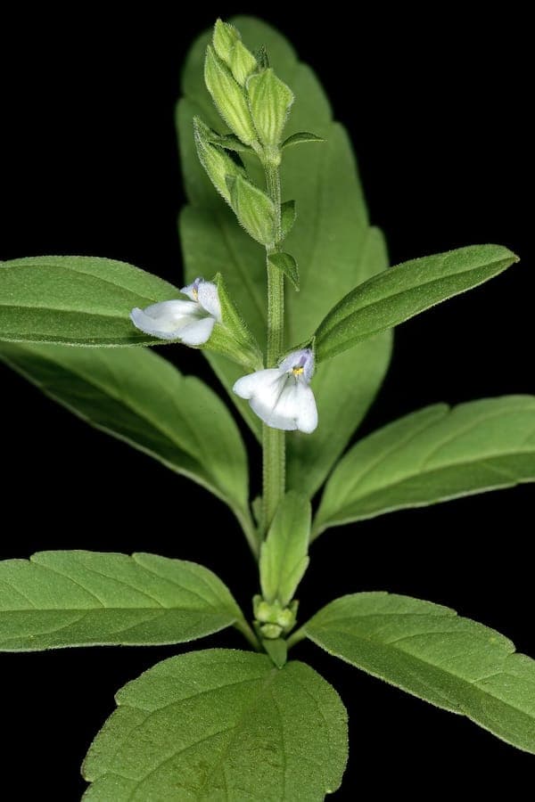Rocky Mountain Sage Salvia reflexa with violet-blue flowers