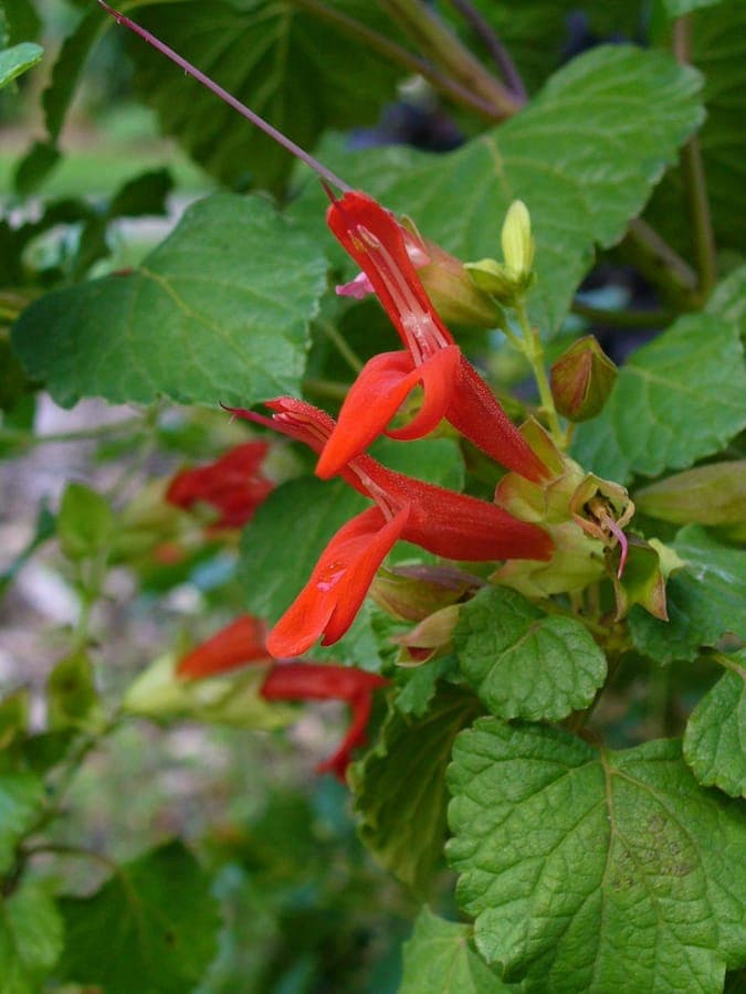Mountain Sage with bright red flowers