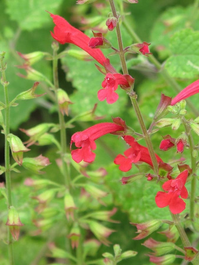 Cedar sage with vibrant red flowers attracting hummingbirds