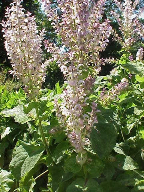 Clary sage with tall stems and pale purple flowers in a sunny garden bed
