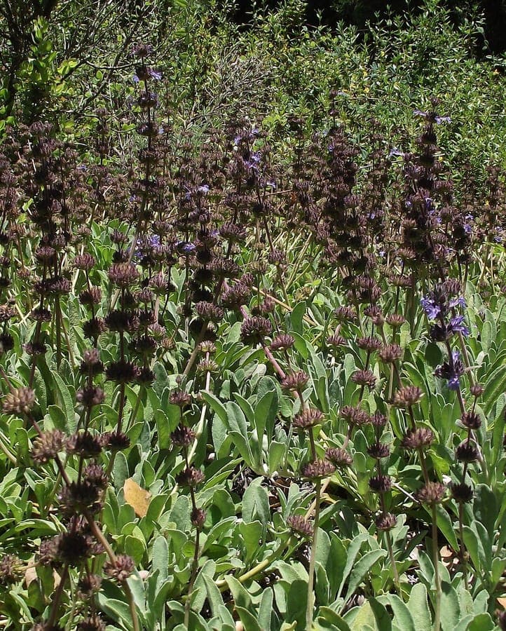 Creeping sage Salvia sonomensis met paarse bloemen