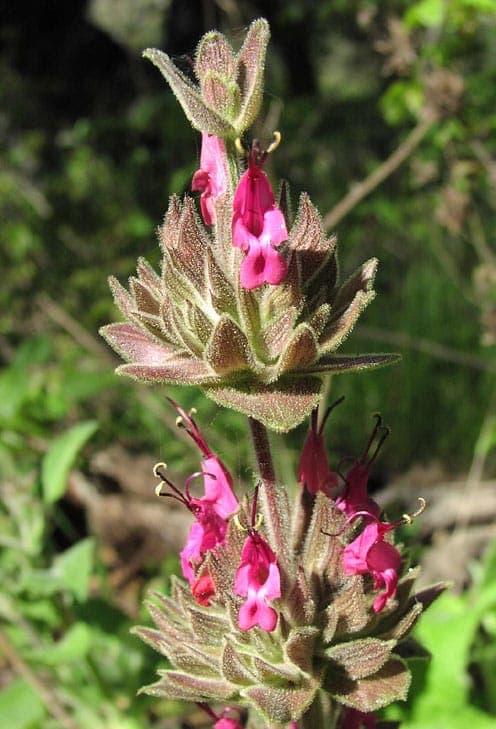 Kolibrie-salie Salvia spathacea met rode bloemen