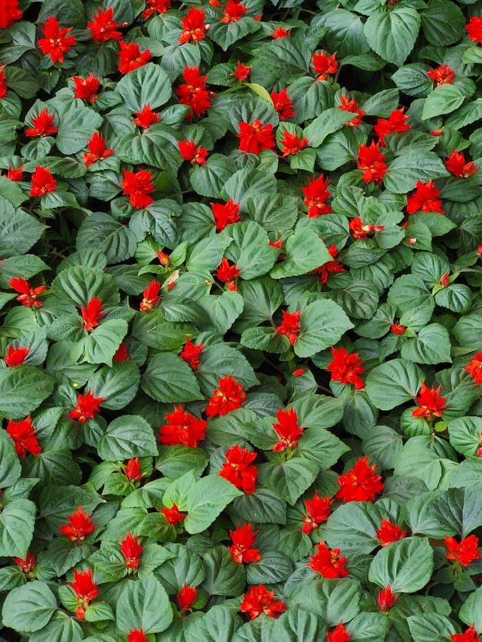 Brillante scharlachrote Blüten des Feuersalbei