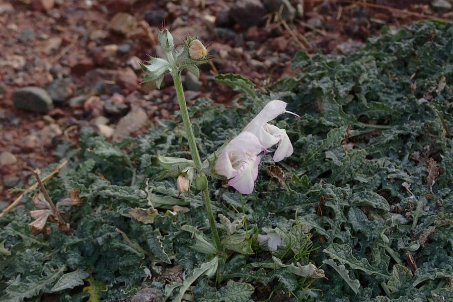 Moroccan sage with characteristic toothed leaves