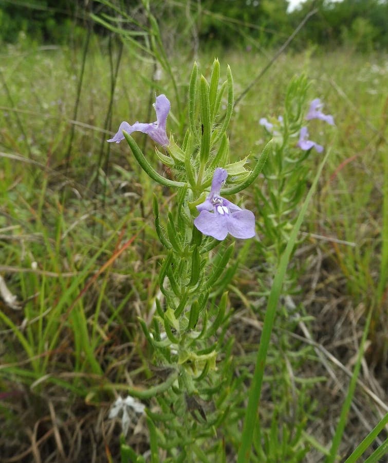 Texas-Salbei in Blute