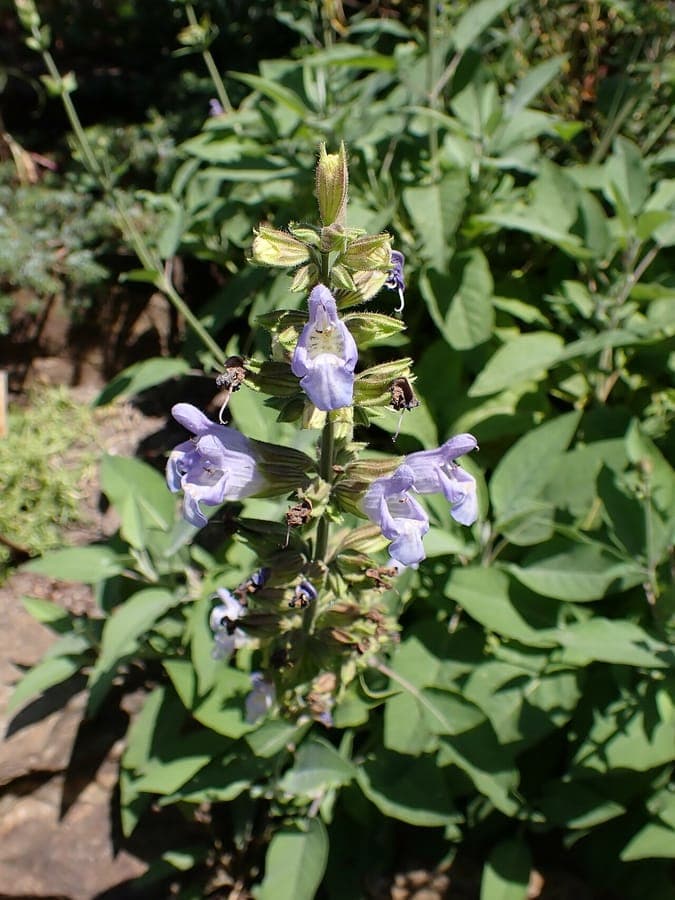 Salvia tomentosa met fluweelachtige bladeren en bloemen