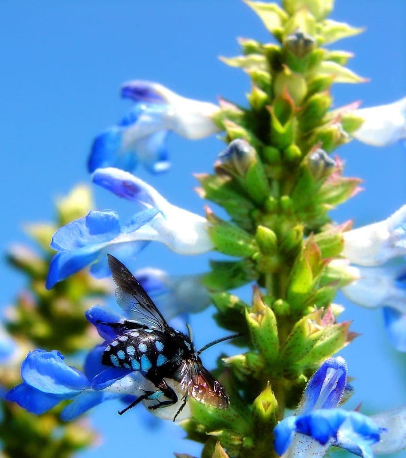 Bog sage flower with sky-blue flower clusters