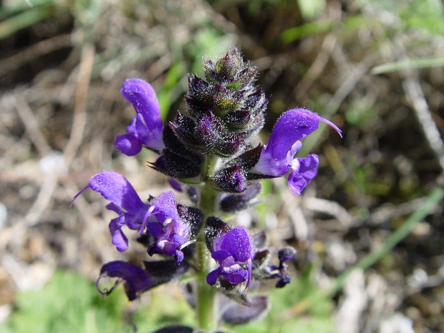 Wild clary with purple flowers in bloom