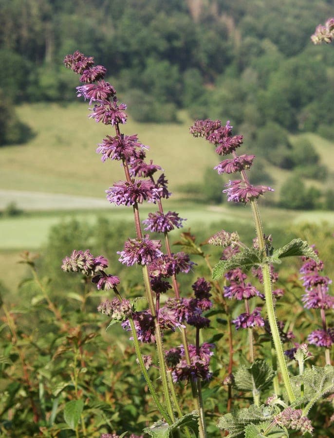 Sauge verticillée aux fleurs bleues dans une bordure ensoleillée