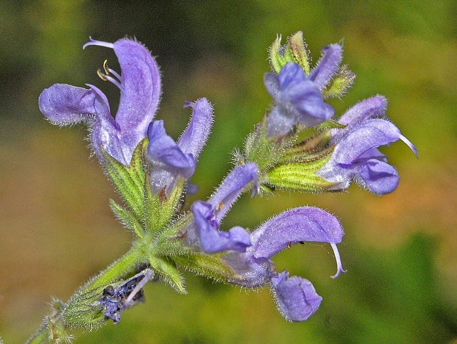Meadow sage with pink flower spikes and slender form