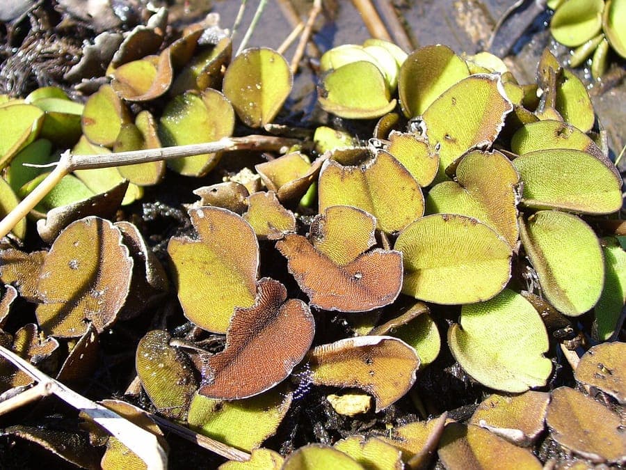 African Payal with characteristic butterfly-shaped floating leaves