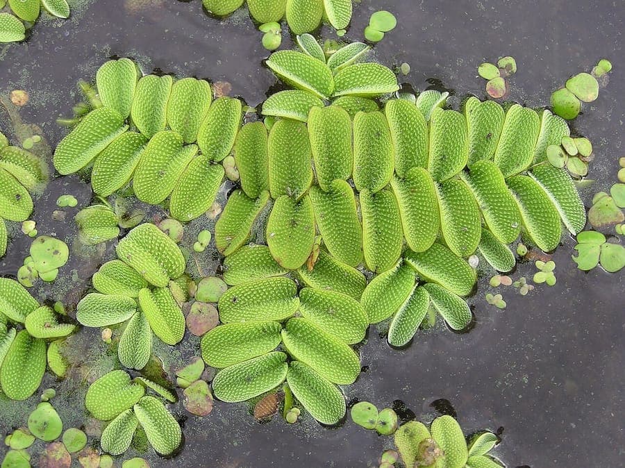 Salvinia natans Drijvende Watermosselaar met opvouwbare bladeren