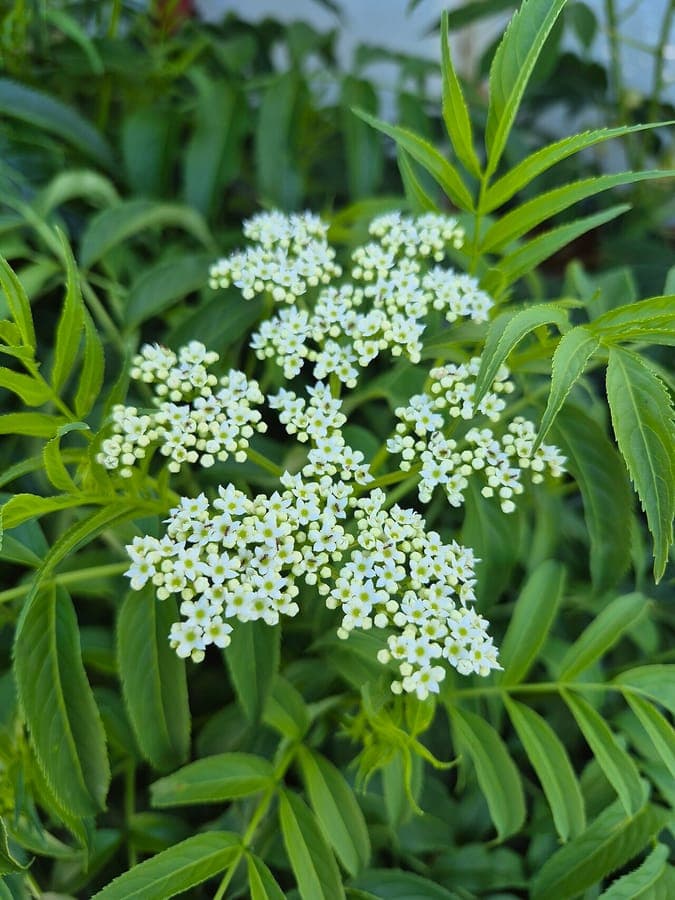Southern elder with white flower plumes and green foliage