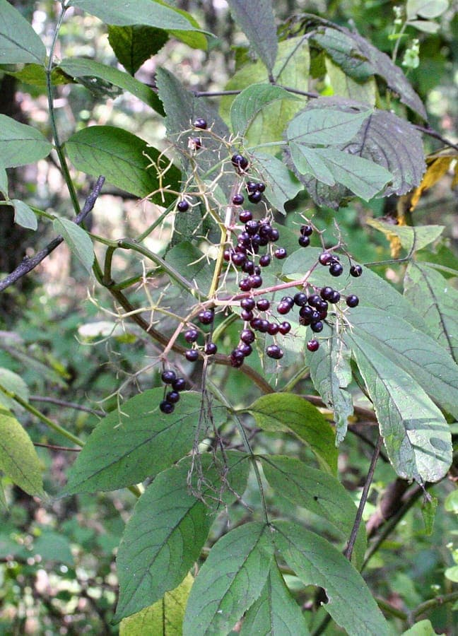 Kanadischer Holunder in voller Blüte mit weißen Blütendolden in einem sonnigen Gartens