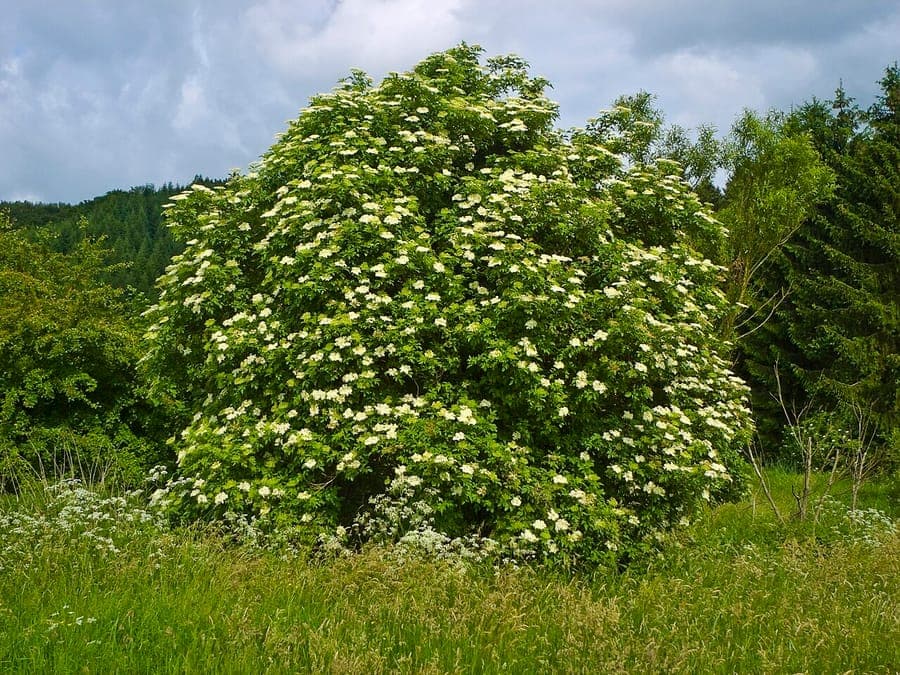 White umbrella-shaped elderflower clusters against a backdrop of bright green foliage