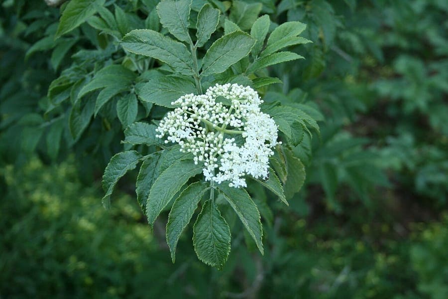 Kanaren-Holunder mit duftenden weigen Bluten und schwarzen Beeren