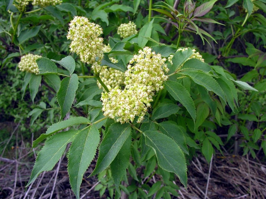 Sureau de montagne (Sambucus racemosa) en fleurs, mai, bord de bois humide
