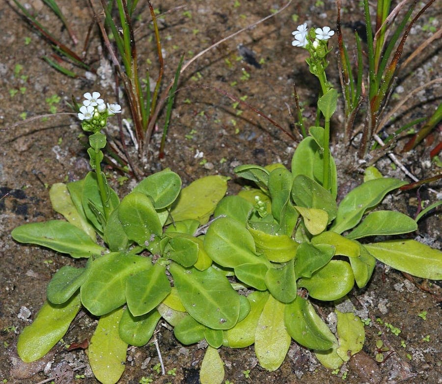 Samolus valerandi Bunge mit zarten weißen Blüten