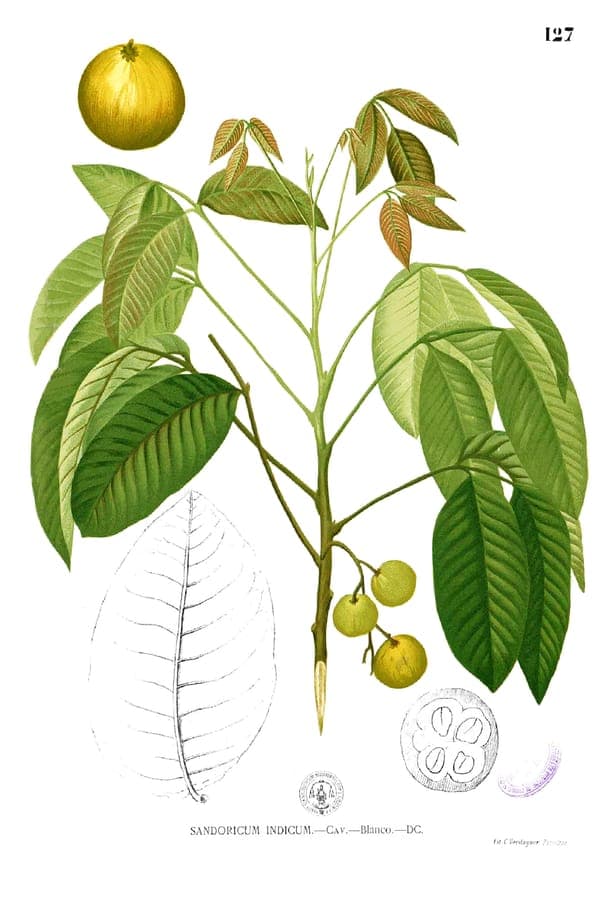 Sandoricum koetjape Frucht und Blattwerk