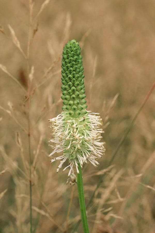 Sanguisorba canadensis witte bloemen in zomer