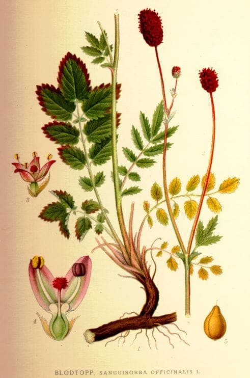 Plante de sanguisorbe avec des fleurs rouges caracteristiques