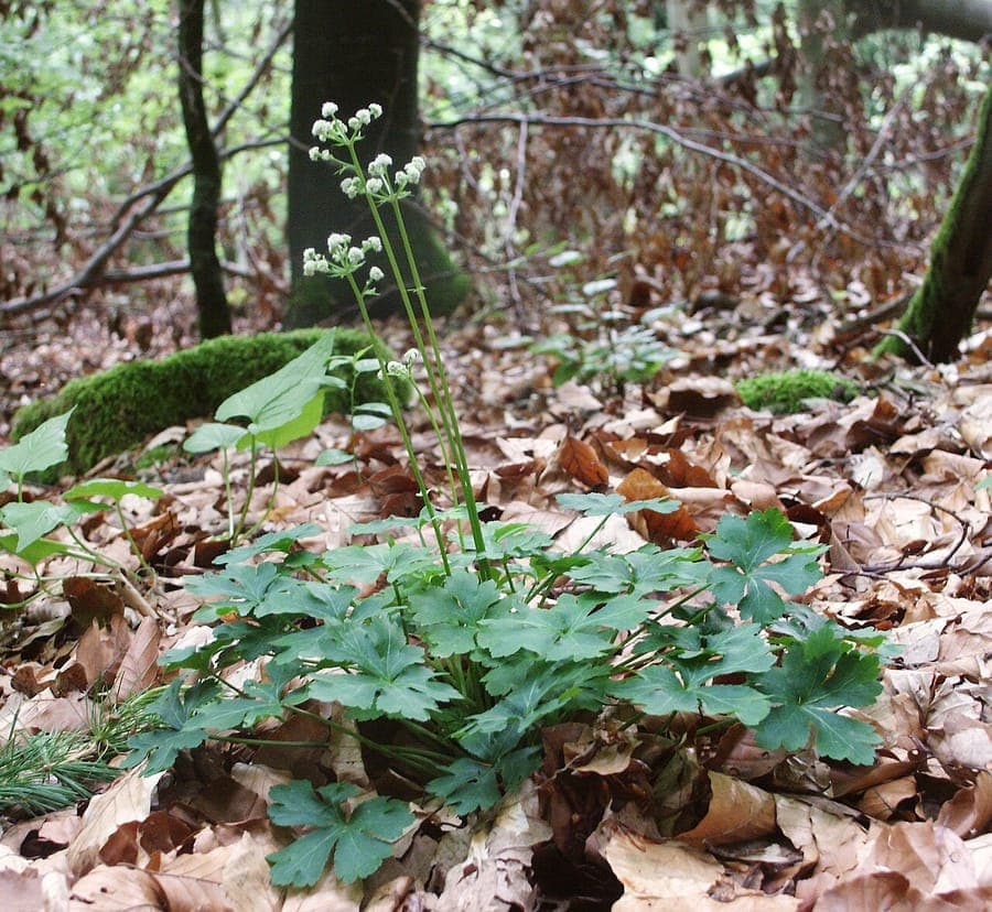 Sanicle grows in European forests with characteristic foliage and flowering forms