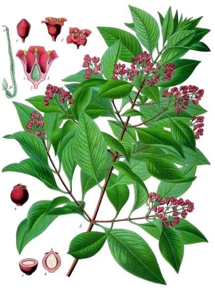 Santalum album tree with leaves and fruit