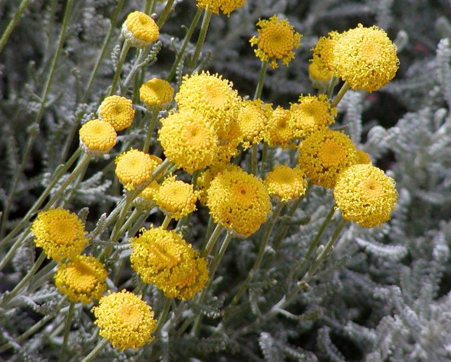 Lavender cotton shows characteristic gray foliage and round yellow flower heads
