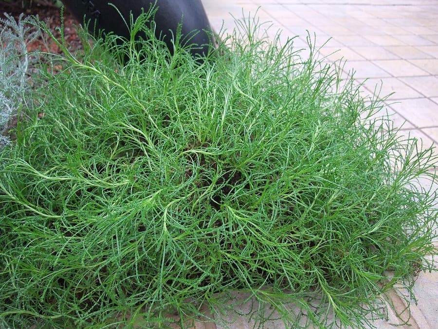 Groene santoline (Santolina rosmarinifolia) met karakteristieke gele bolbloemen