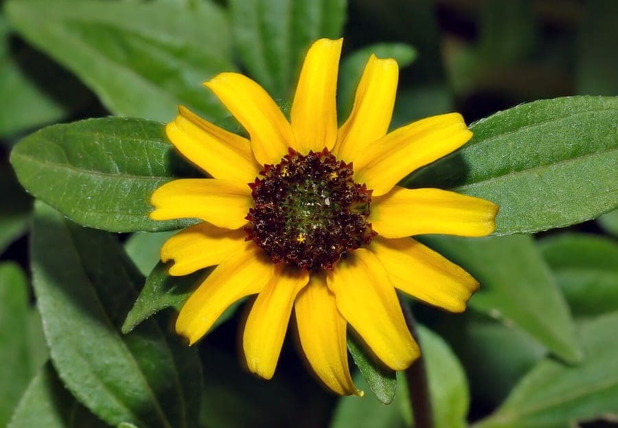 Sanvitalia procumbens mit gelben Bluten