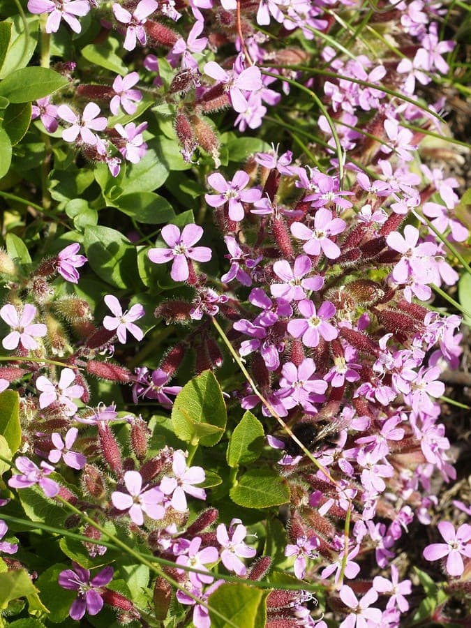 Rock soapwort cascades over rocks with pink flowers in May-June