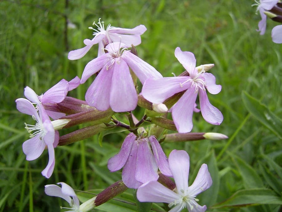 Soapwort displays pink to white flowers in clusters with aromatic properties