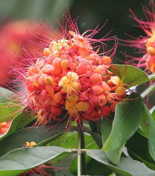 Saraca asoca in full bloom with orange-red flowers