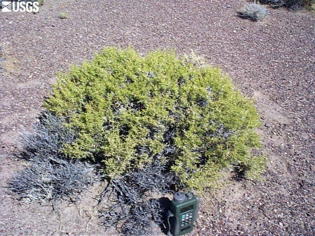Greasewood (Sarcobatus vermiculatus) growing on an alkaline salt flat in the western United States