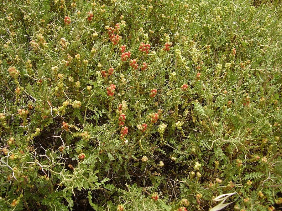 Dorniger Wiesenknopf in Blute